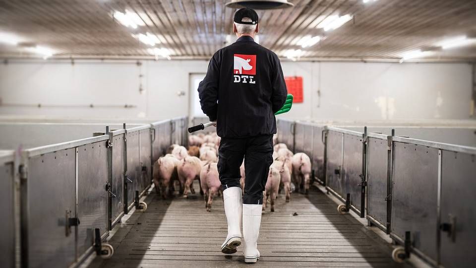 Billede af griseformidler DTL, der ligesom Quality Pigs er ejet af Thorsten Simonsen. | Foto: PR-foto DTL