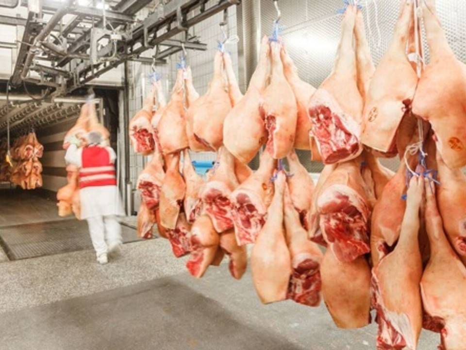 Produktionen er netop indstillet på Tysklands største slagteri. 80 pct. af medarbejderne er smittet med coronavirus. | Foto: PR / Tönnies