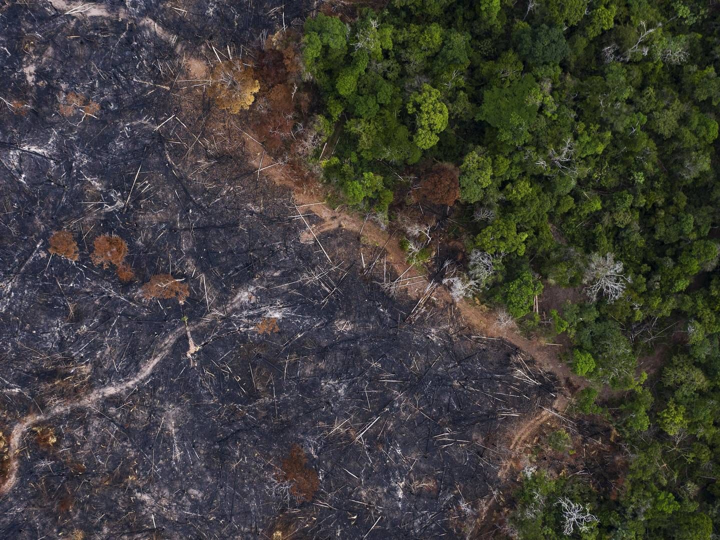 Avskogingen i Amazonas er rekordhøy. | Foto: Leo Correa