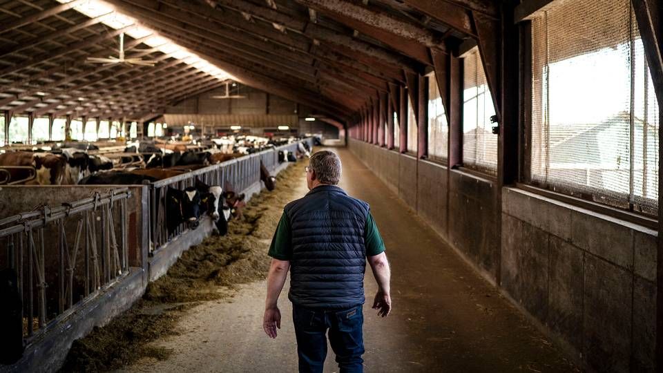Jan Toft Nørgaard, formand for Arla, fotograferet ved køerne på sin gård ved Skærbæk. | Foto: Jens Hartmann/Ritzau Scanpix