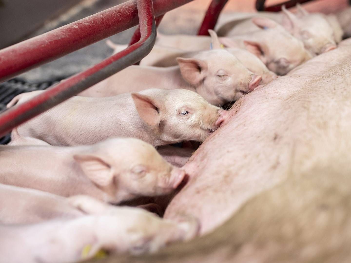 Foto: Danish Pig Genetics/PR