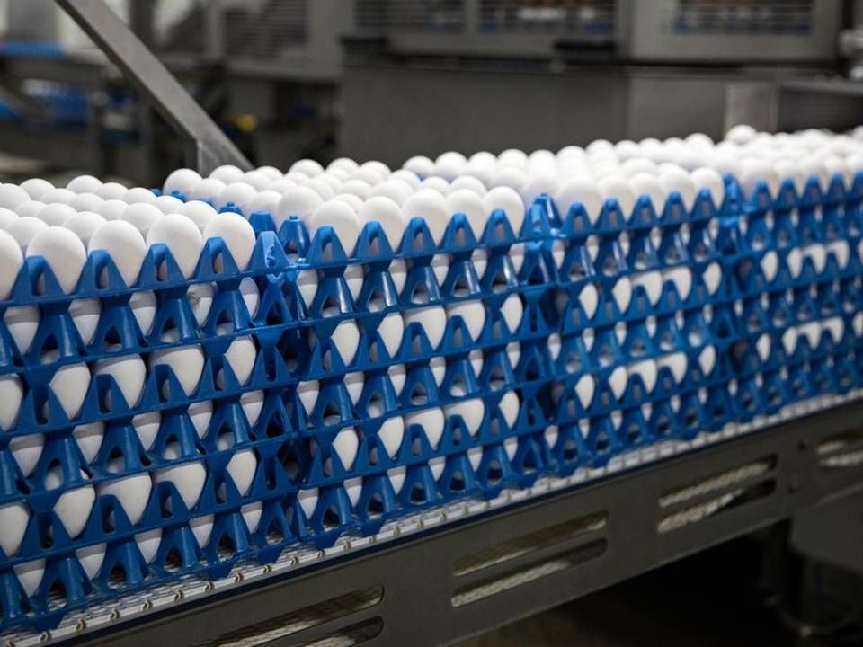 Dava Foods-koncernen håndterer årligt 2 milliarder æg. | Foto: PR / Food Nation