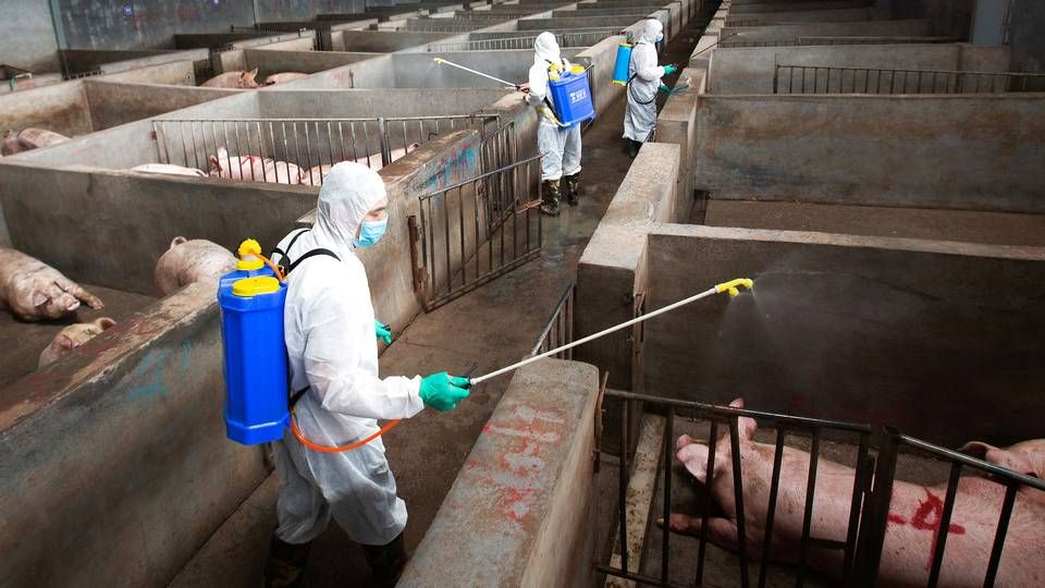 På billedet her desinficerer sundhedsarbejdere en grisefarm i Kina for at beskytte imod afrikansk svinepestvirus i 2018. | Foto: China Stringer Network / Reuters / Ritzau Scanpix