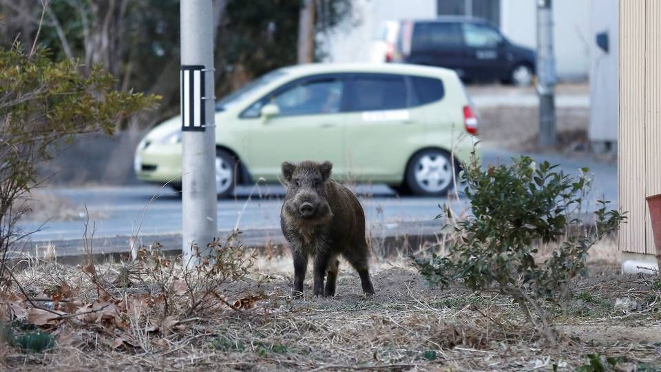 Foto: Toru Hanai/Reuters/Ritzau Scanpix