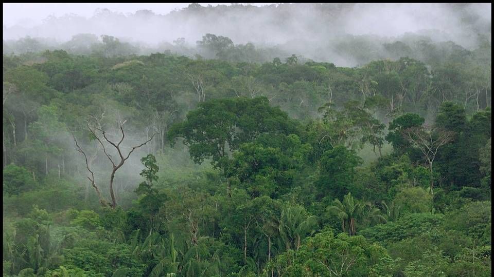 Brazilian rainforest | Photo: Ole Lind