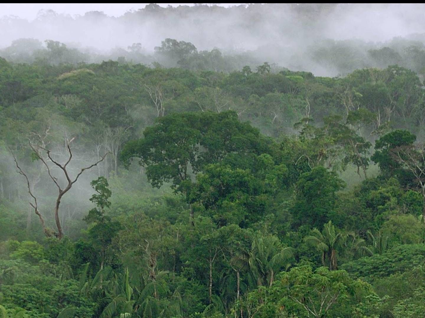 Brazilian rainforest | Photo: Ole Lind