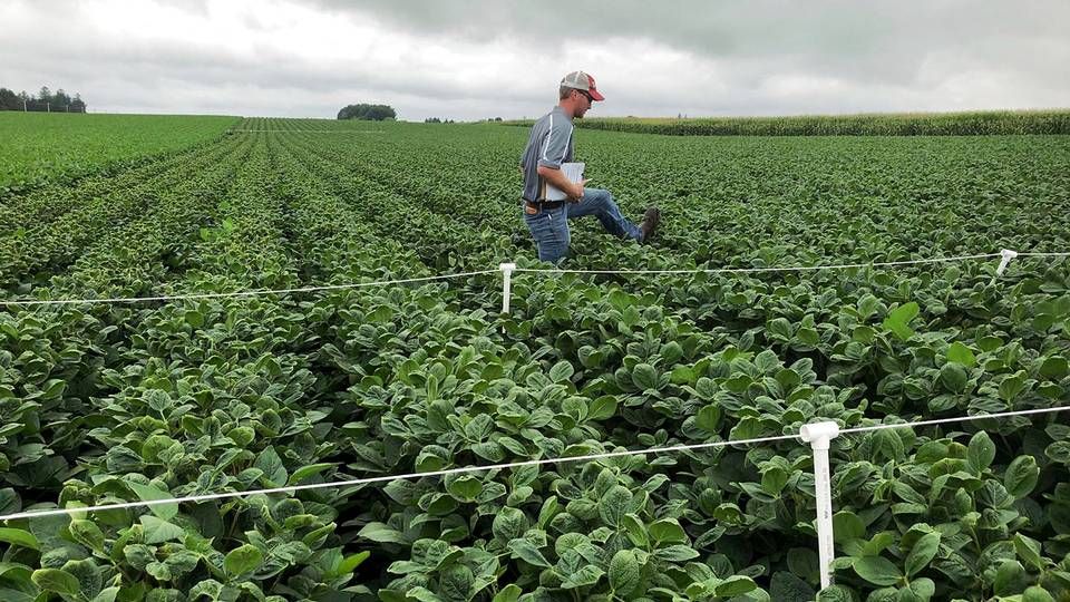 En sojamark i Arlington, Wisconsin inspiceres efter brug af sprøjtemiddel, hvor herbicidet dicamba indgik. Fotoet er fra august 2018. | Foto: Tom Polansek/Reuters/Ritzau Scanpix
