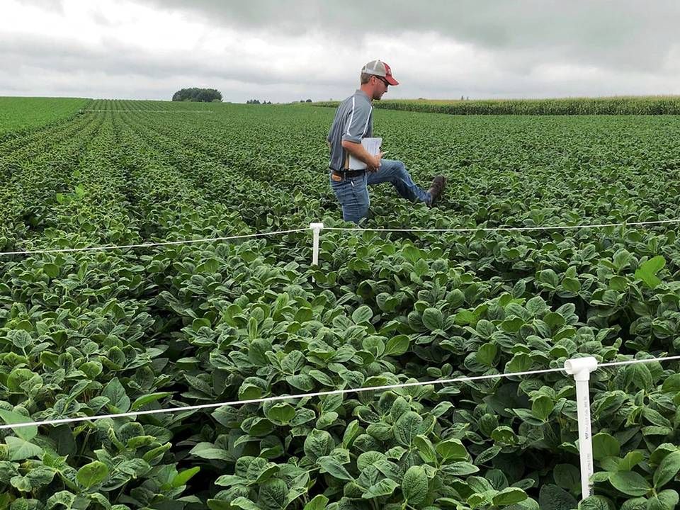En sojamark i Arlington, Wisconsin inspiceres efter brug af sprøjtemiddel, hvor herbicidet dicamba indgik. Fotoet er fra august 2018. | Foto: Tom Polansek/Reuters/Ritzau Scanpix