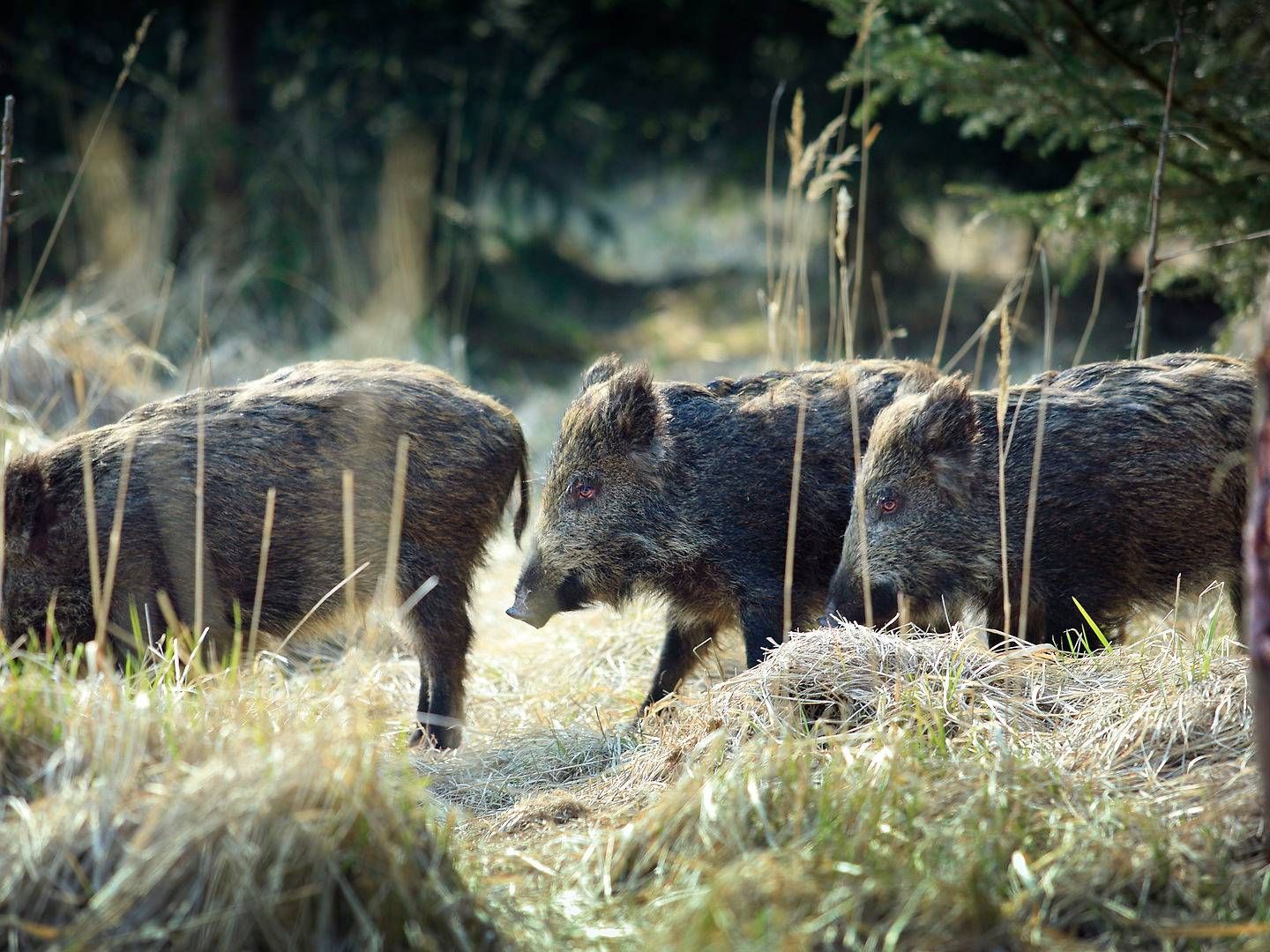 Foto: Morten Langkilde/Ritzau Scanpix