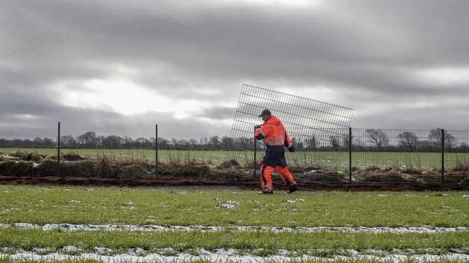 Fra opførelsen af det danske vildsvinehegn - her ved Padborg. | Foto: Peter Hove Olesen