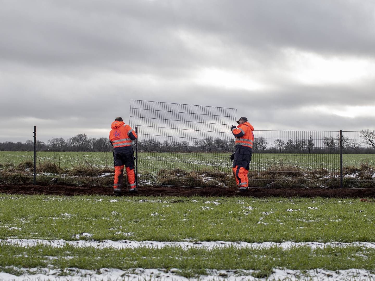 Fra opførelsen af det danske vildsvinehegn - her ved Padborg. | Foto: Peter Hove Olesen