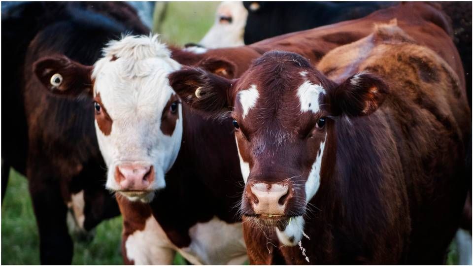 JBS, the Brazilian meat processer has been linked five times to cattle supplied by Amazon farms involved in deforestation. | Photo: Pexel: Kat Jayne.