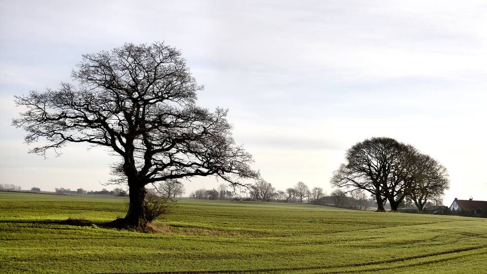 Træer, buske og planter er godt for landbruget. | Foto: Finn Frandsen