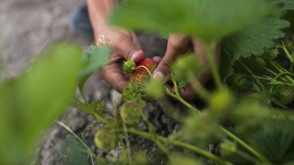 En jordbæravler har netop indgået samarbejde med madspildsappen Too Good To Go – og flere landmænd kan stå i vingerne, lydet det fra landechef. | Foto: Olivia Loftlund