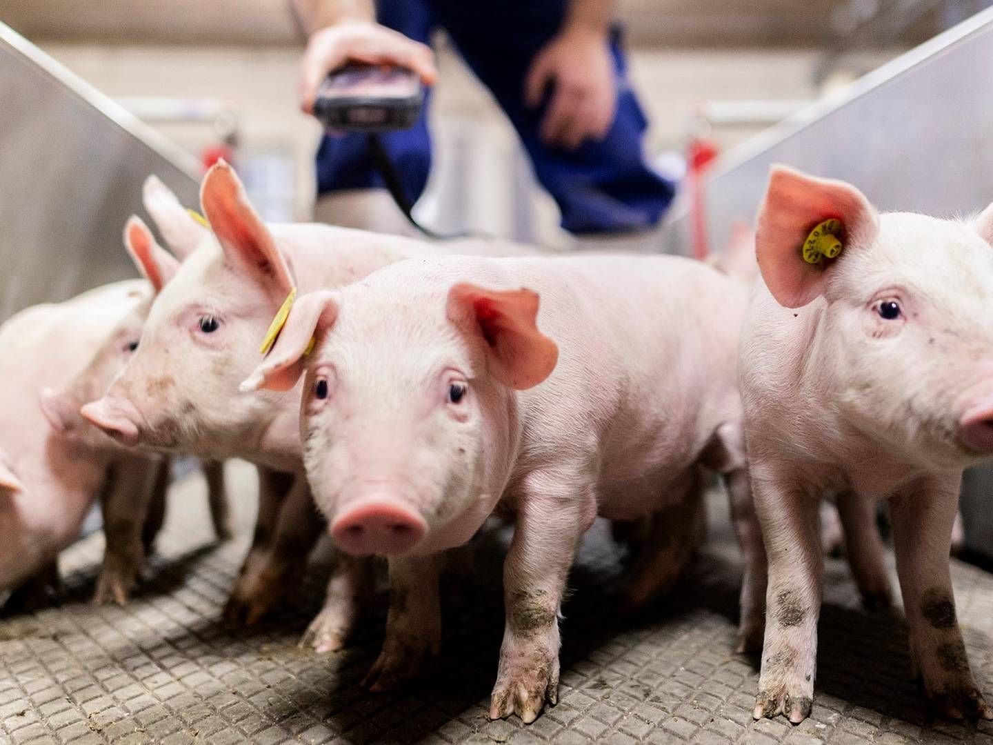 Foto: PR-foto Danish Pig Genetics