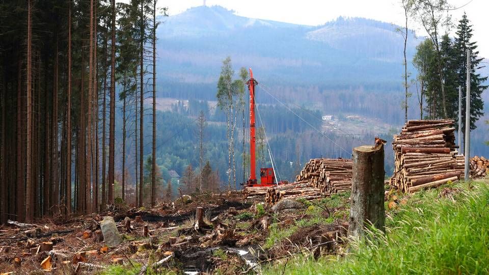 Angreb fra borebiller har sat gang i fældningen i Harz-skoven i tyske Schierke. | Foto: Matthias Schrader/AP/Ritzau Scanpix