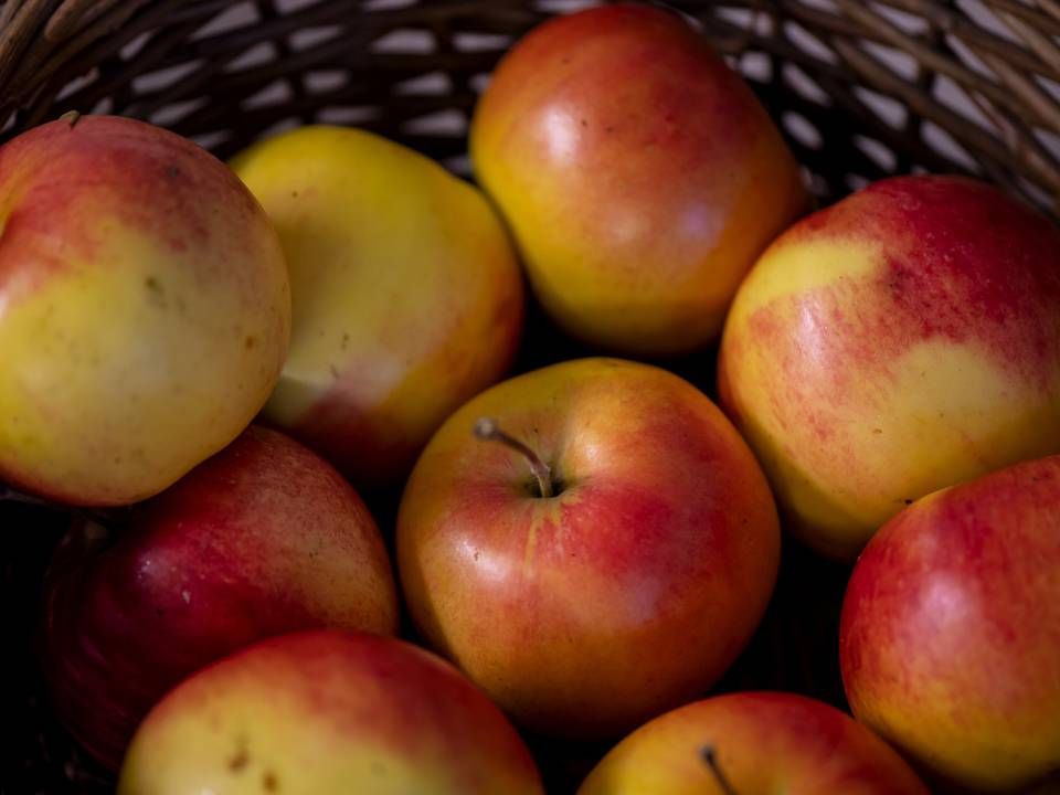Det er ikke nødvendigvis noget kvaltitetsstempel, at æbler kan ligge i skålen i lang tid, før de forgår. Det konkluderer et nyt studie fra Københavns Universitet. | Foto: René Schütze
