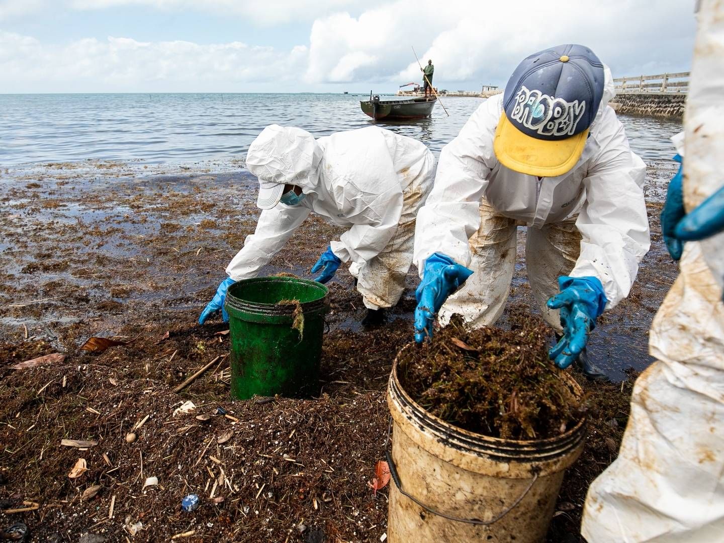 Fiskere på Mauritius er i gang med anden fase af oprdyningen efter et tørlastskib lækkede 100 ton olie ud for østaten. Her indsamles forurenede alger. | Foto: -/AFP / AFP