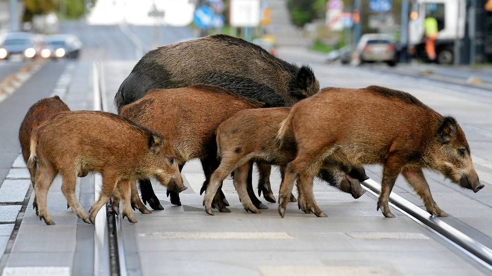 Foto: Agencja Gazeta/Reuters/Ritzau Scanpix