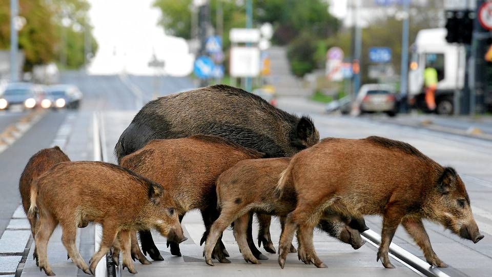 Foto: Agencja Gazeta/Reuters/Ritzau Scanpix