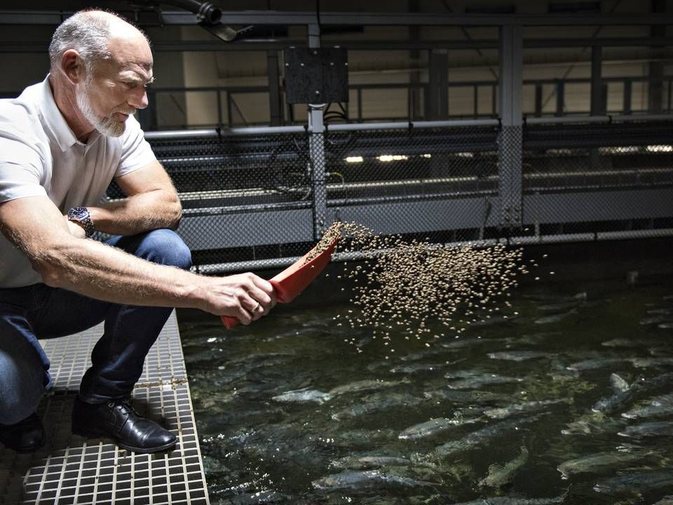 Adm. direktør Claus Rom fra Sashimi Royal forventer overskud på salget af den eksklusive opdrætsfisk yellowtail kingfish. | Foto: Brian Karmark/ERH
