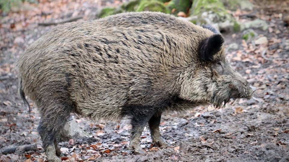 Et dødt vildsvin blev 9. september fundet ved den polsk-tyske grænse i Østtyskland. Svinet viste sig at have afrikansk svinepest, hvilket siden har fået flere tredjelande til at lukke for eksporten af svinekød, som har skabt uro i markedet. | Foto: PR Danish Crown