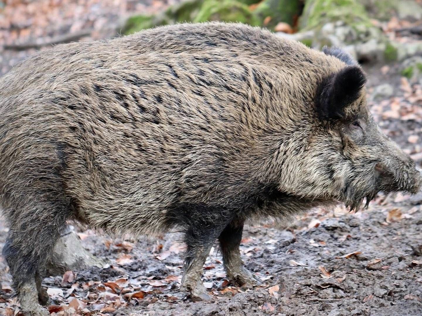Et dødt vildsvin blev 9. september fundet ved den polsk-tyske grænse i Østtyskland. Svinet viste sig at have afrikansk svinepest, hvilket siden har fået flere tredjelande til at lukke for eksporten af svinekød, som har skabt uro i markedet. | Foto: PR Danish Crown