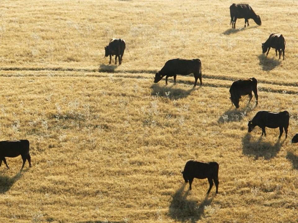 Torkell Tveitevoll Eide vil ikke si noe om planene for den tredje gården, men uttalte i et intervju med Aftebladet i desember i fjor at han har planer om å avle opp Wagyu-storfe. Bildet viser Wagyu Kobe kuer som gresser i Texas. | Foto: AP Photo/Matt Slocum