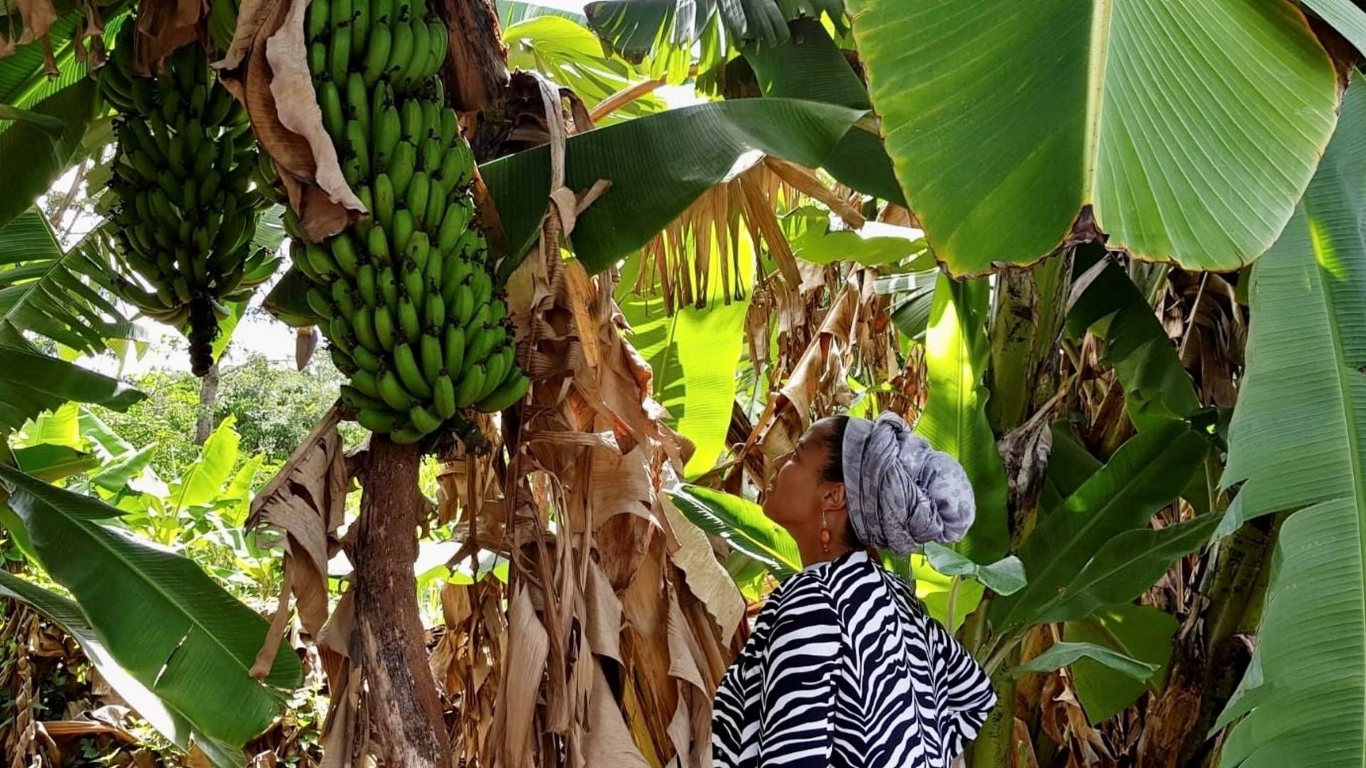 Marion Moon, direktør i agriselskabet Wanda Organic, er lokal partner på projektet med Orana i Kenya, hvor der skal dyrkes friske bananer. | Foto: Privat/Niels Østerberg