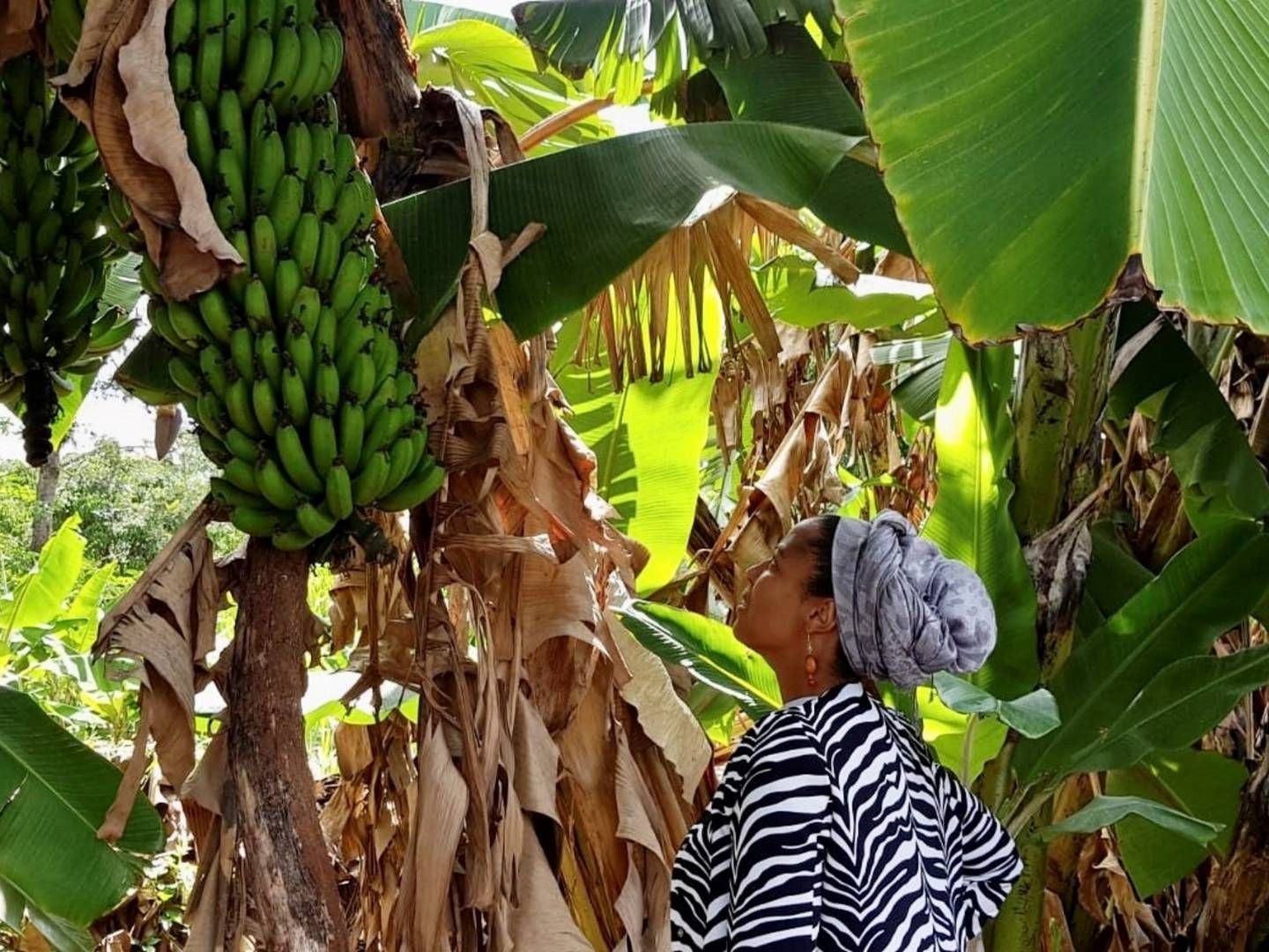 Marion Moon, direktør i agriselskabet Wanda Organic, er lokal partner på projektet med Orana i Kenya, hvor der skal dyrkes friske bananer. | Foto: Privat/Niels Østerberg