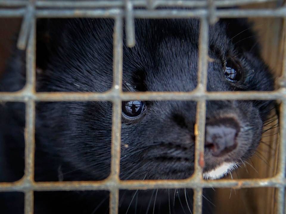 Foto: Sergei Grits/AP/Ritzau Scanpix