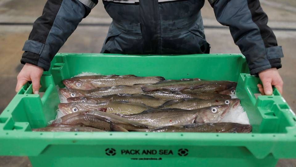 EU-fiskere får tre år til at nedbringe deres fangster i britisk farvand, lyder nyt forslag. | Foto: Andrew Kelly/Reuters/Ritzau Scanpix