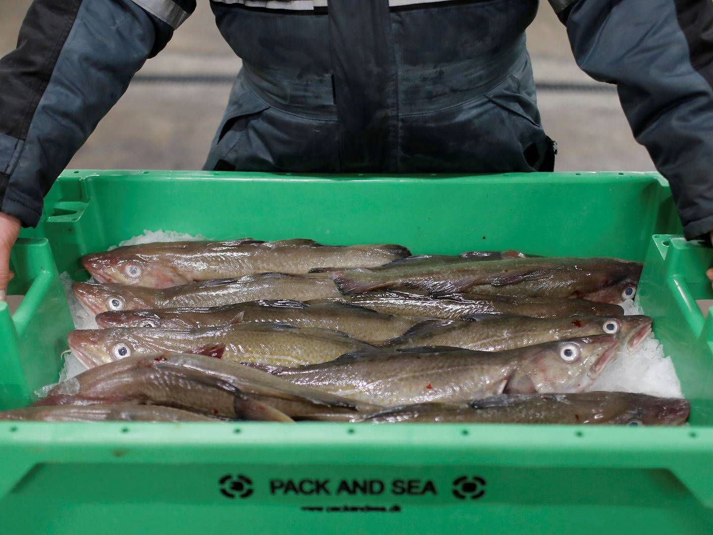 EU-fiskere får tre år til at nedbringe deres fangster i britisk farvand, lyder nyt forslag. | Foto: Andrew Kelly/Reuters/Ritzau Scanpix