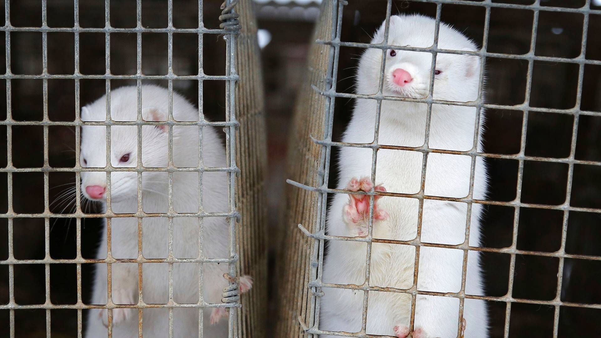 Regeringen har besluttet at aflive dyr i op mod 100 minkbesætninger, efter at der er registreret smitte i 41 besætninger i Nordjylland og på Læsø. | Foto: Sergei Grits/AP/Ritzau Scanpix