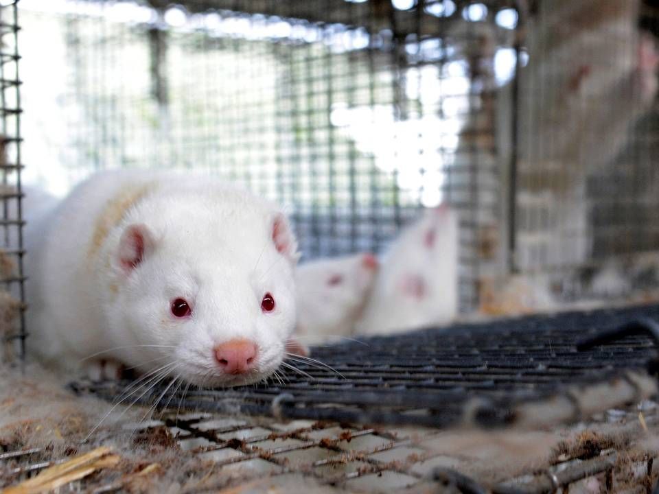 Veterinærmyndighederne går nu i gang med at aflive 1 mio. mink på coronasmittede farme. | Foto: FABIAN BIMMER/REUTERS/Ritzau Scanpix
