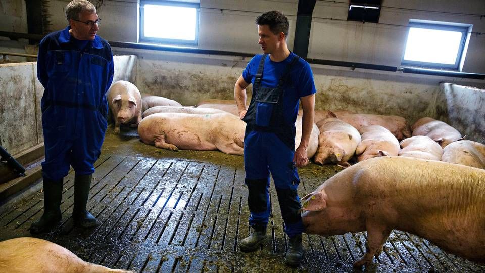 Svineproduktion er blevet en mindre god forretning. | Foto: Martin Lehmann/Ritzau Scanpix