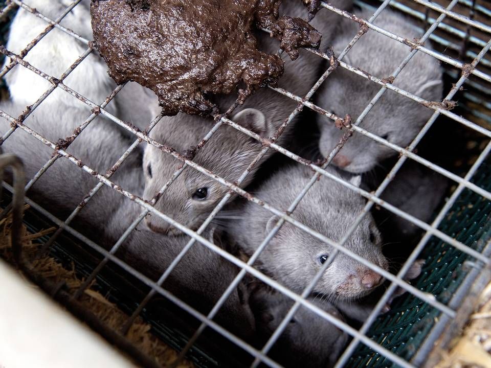 Der er indgået en politisk aftale om kompensation for aflivede mink. | Foto: Carsten Andreasen/Ritzau Scanpix