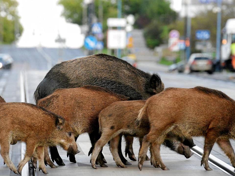 Foto: Agencja Gazeta/Reuters/Ritzau Scanpix