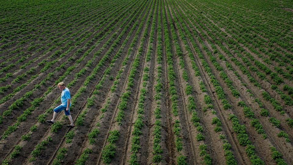 EU-Parlamentet vil øremærke en større del af landmændendes direkte støtte til grønne formål, end EU-landene vil. | Foto: Casper Dalhoff/Ritzau Scanpix