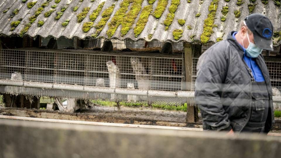 Minkavler Thorbjørn Jepsen ønskede fredag ikke at lukke politiet ind, de skal derfor selv skabe sig vej ind for at aflive ved at klippe lås op ind til hans minkfarm i Gjøl i Nordjylland. | Foto: Mads Claus Rasmussen