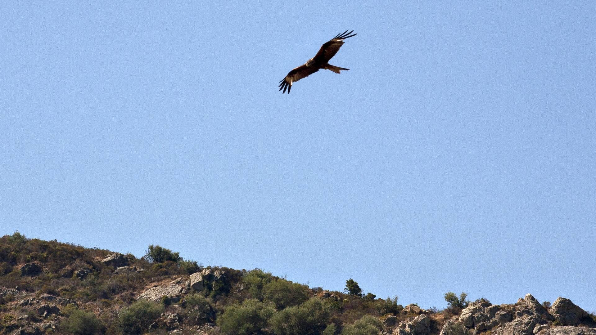 Den røde glente i luften kan nu blokere for, at de tre Broholmvindmøller bliver flyveklar. | Foto: Hanne Boock