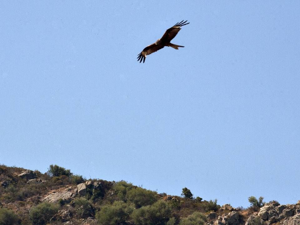 Den røde glente i luften kan nu blokere for, at de tre Broholmvindmøller bliver flyveklar. | Foto: Hanne Boock