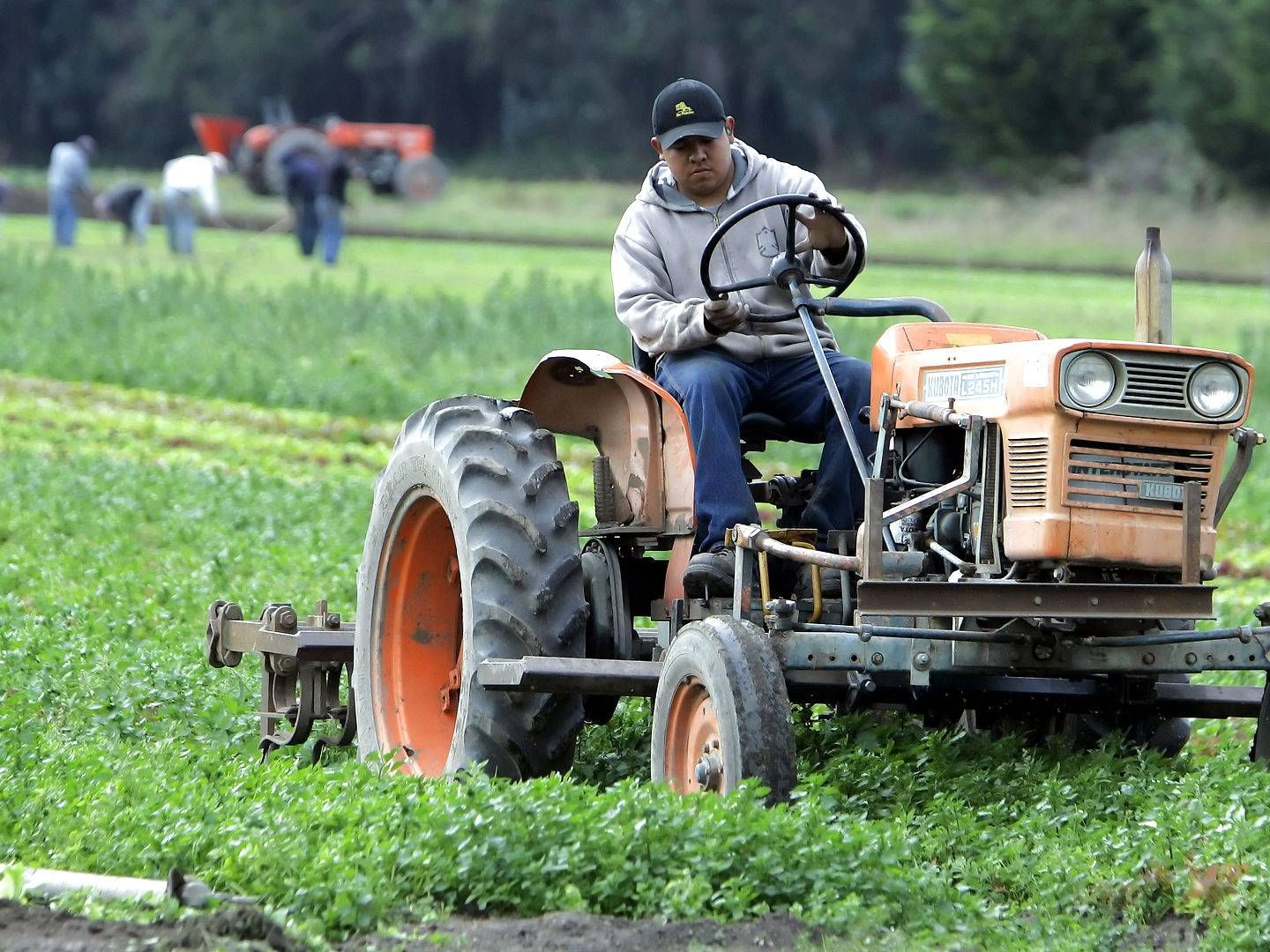 Interessen for økologi og grønnere fødevarer blomstrer mange steder i USA, ikke mindst som her i Californien. | Foto: Eric Risberg/AP/Ritzau Scanpix