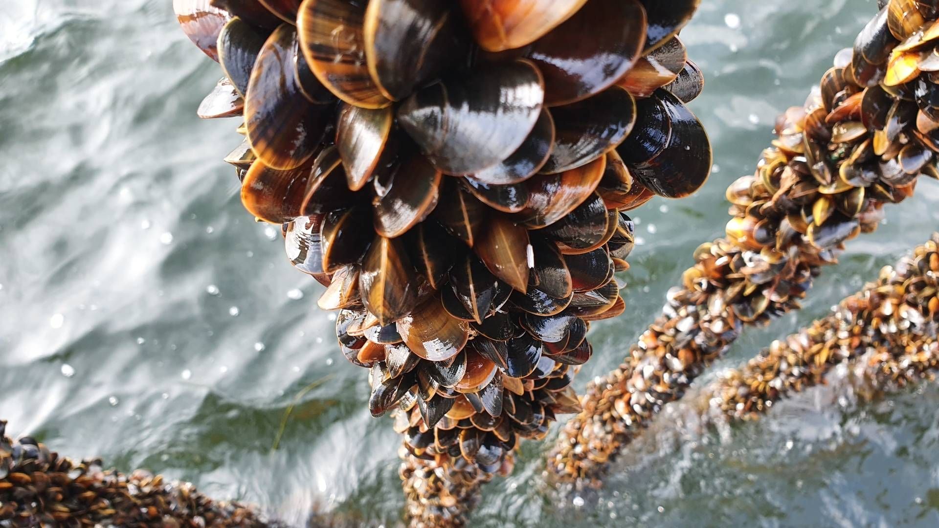 Nogle af de bedste muslinger findes i det danske havvand, mener Mark Lykke fra Muslingeriet. Derfor skal vi danskere også til at begynde at påskønne - og ikke mindst spise dem. | Foto: PR / Muslingeriet