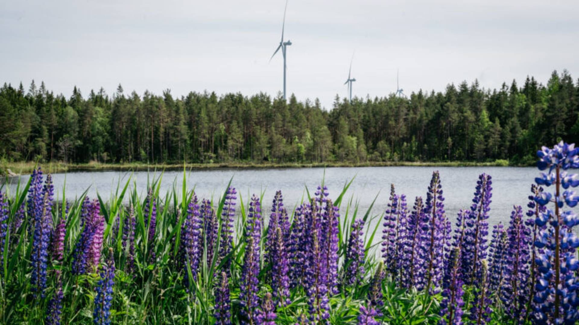 Last year, Cloudberry commissioned its largest wind farm to date, Marker of 56 MW. | Photo: Cloudberry Clean Energy