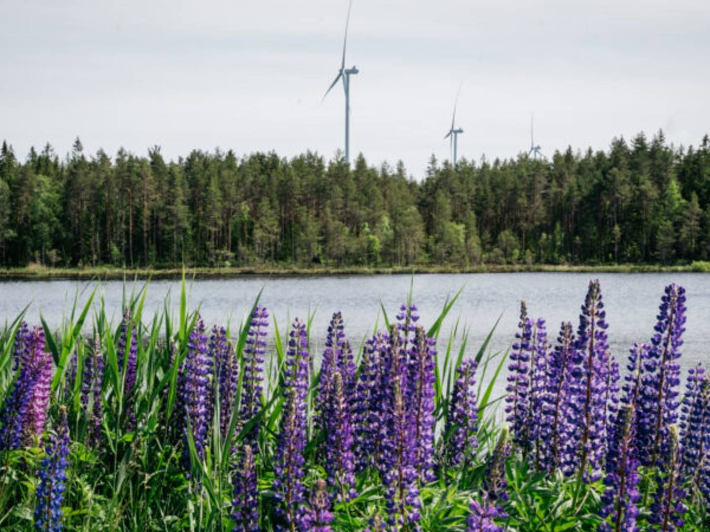 Last year, Cloudberry commissioned its largest wind farm to date, Marker of 56 MW. | Photo: Cloudberry Clean Energy