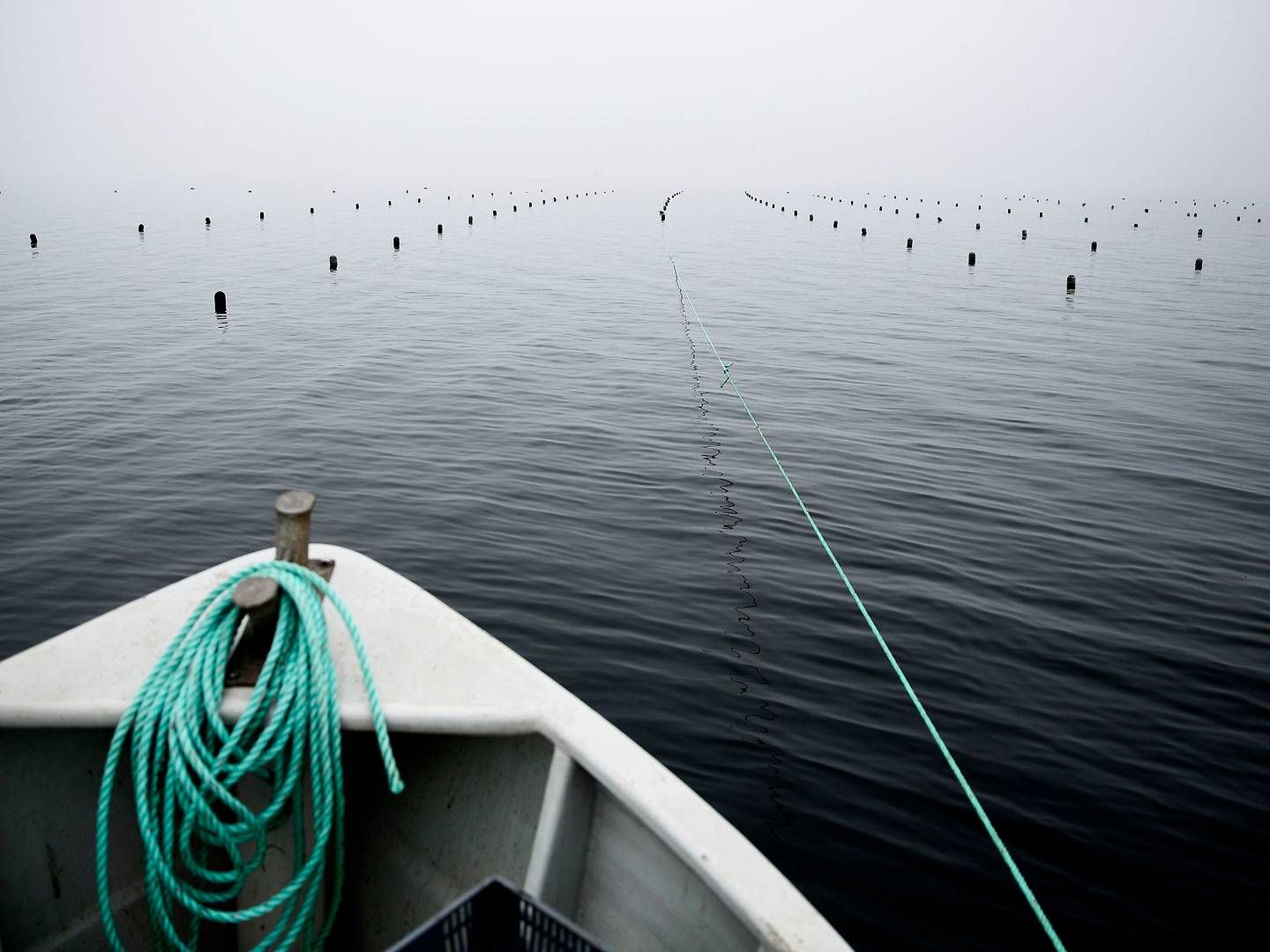 Hjarnø Havbrug har de senere år været i vælten på grund af tiltale om miljøovertrædelser, der skal for retten til marts. | Foto: Joachim Adrian/Politiken/Ritzau Scanpix