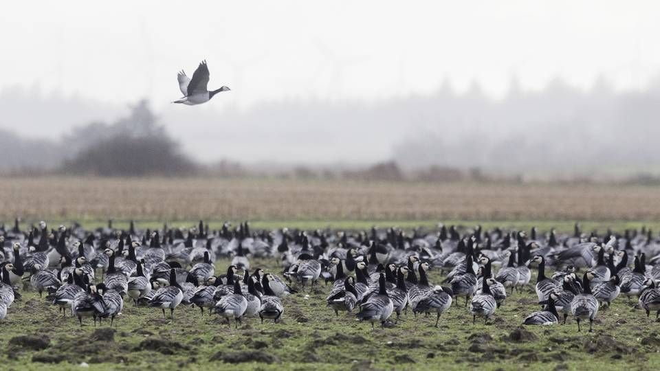 Foto: Louise Herrche Serup/Ritzau Scanpix