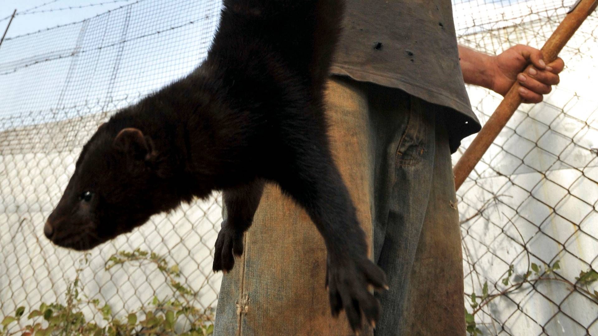 Foto: Nikolas Giakoumidis/AP/Ritzau Scanpix