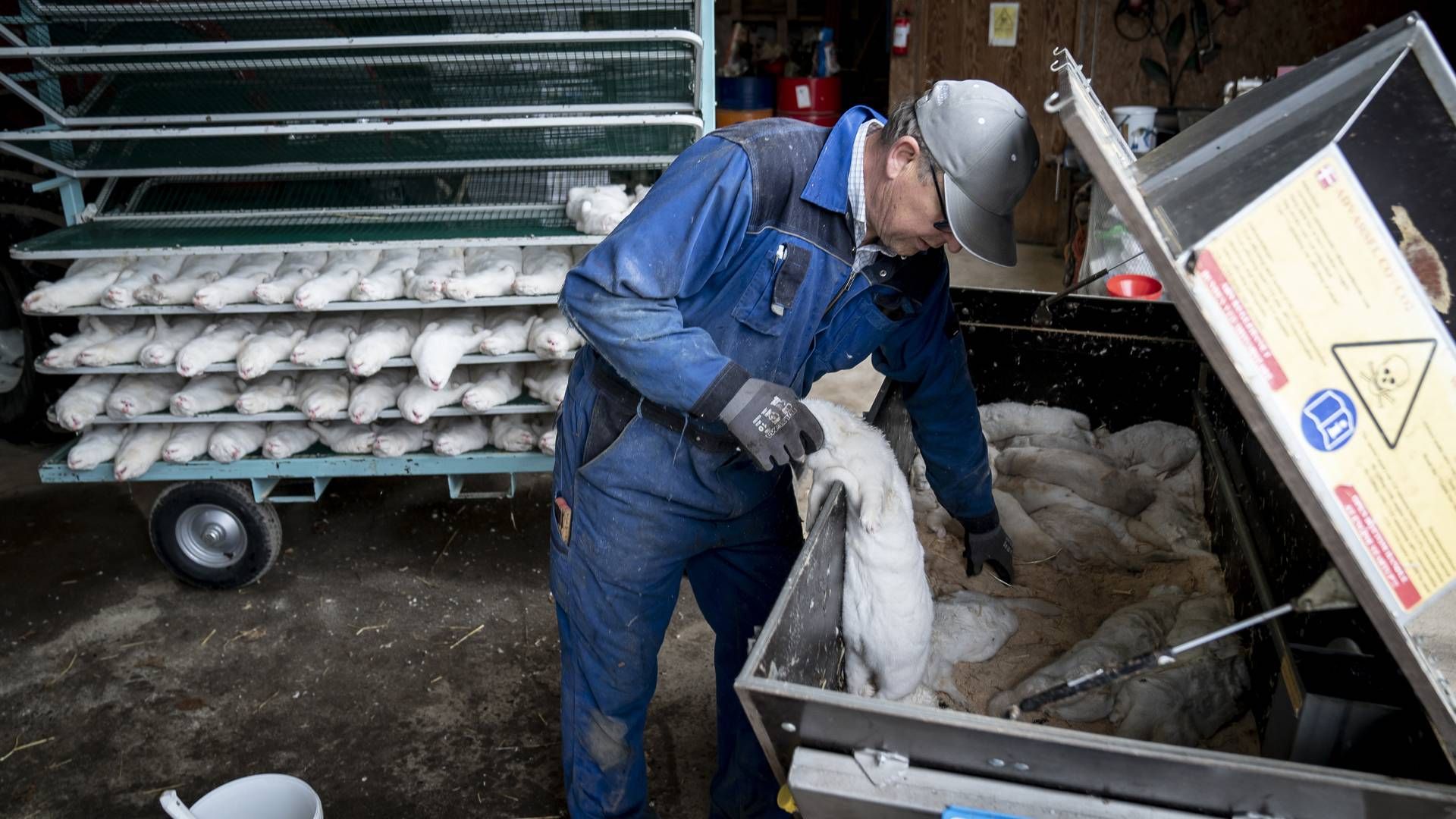 Der er fortsat stor tvivl om kompensationen til minkavlere. | Foto: Mads Claus Rasmussen